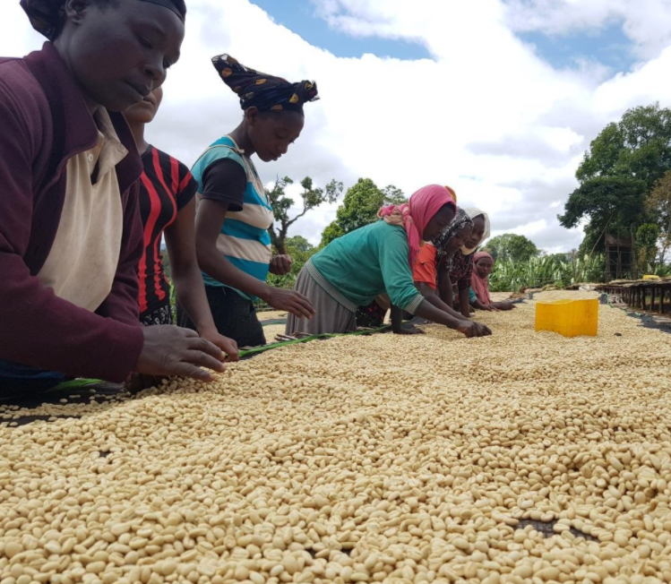 Guji Mane Pt. 2:  Ethiopian Origin