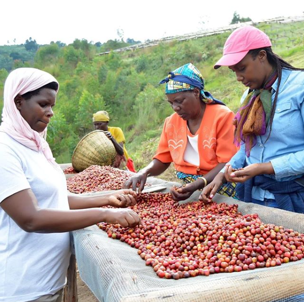 Behind the Coffee:  A Closer Look at JNP Coffee in Burundi