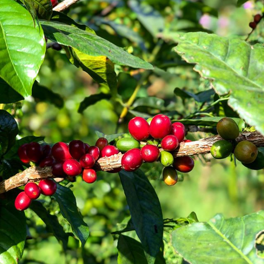 Behind the Coffee: A Closer Look at La Palma y El Tucan